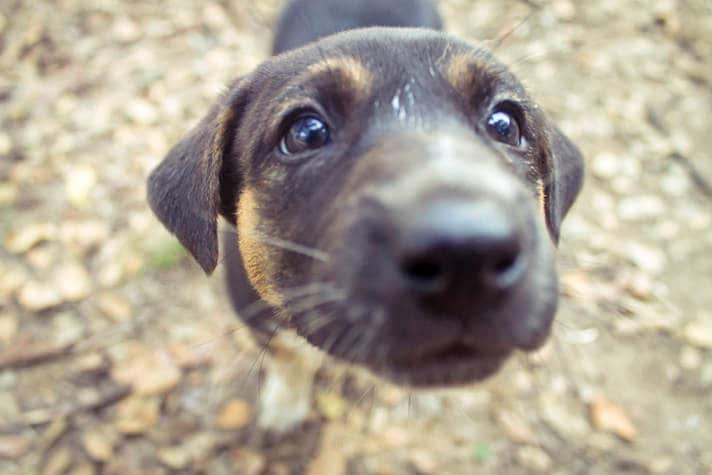 what frequency can dogs hear but not humans