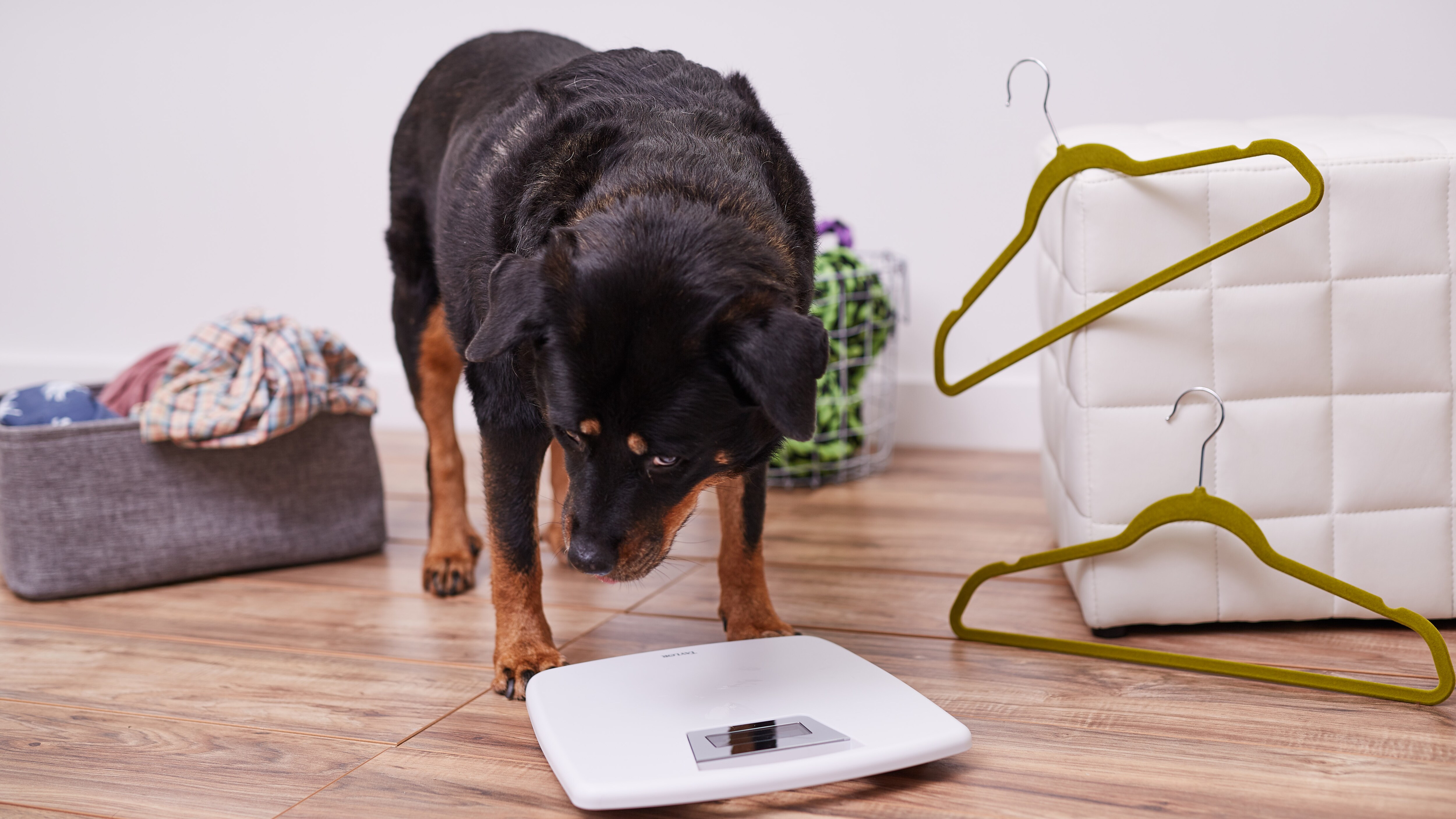 12 Common Sugar Glider Behaviors BeChewy