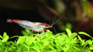 Setting Up A Freshwater Shrimp Tank | BeChewy