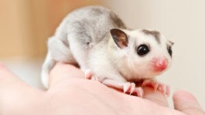 sugar glider dust bath