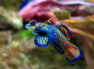 Top 10 Most Popular Captive Bred Marine Fish | BeChewy