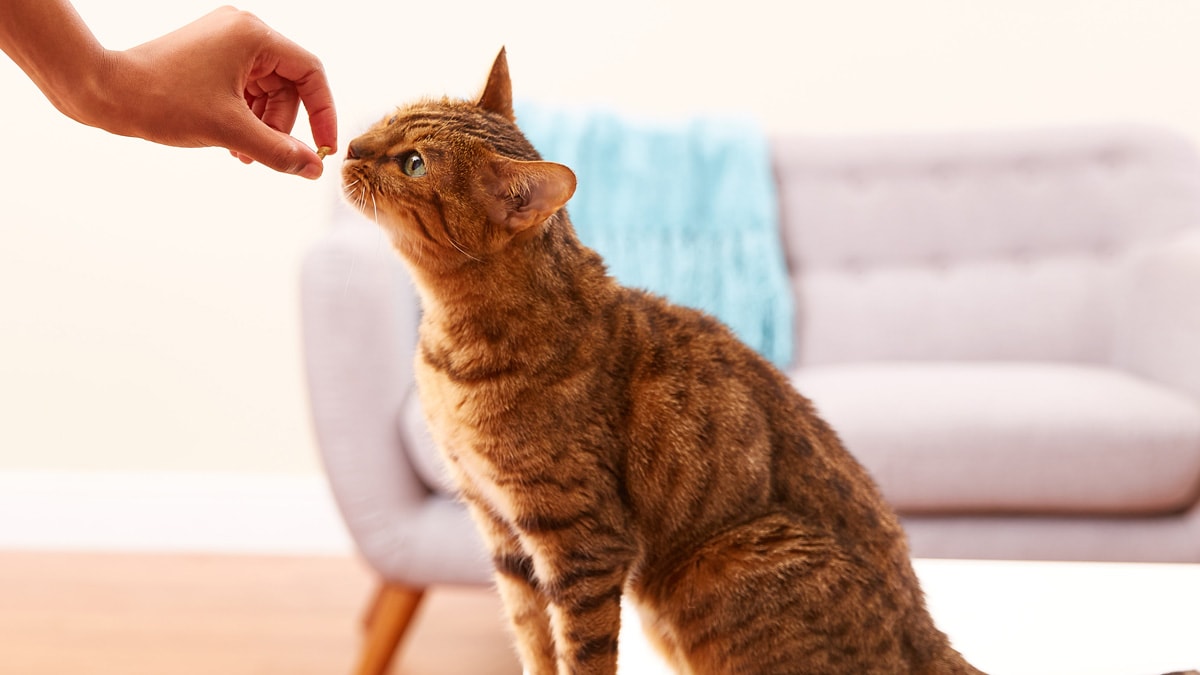 Taurine for Cats What It Is, and Why It's So Essential BeChewy
