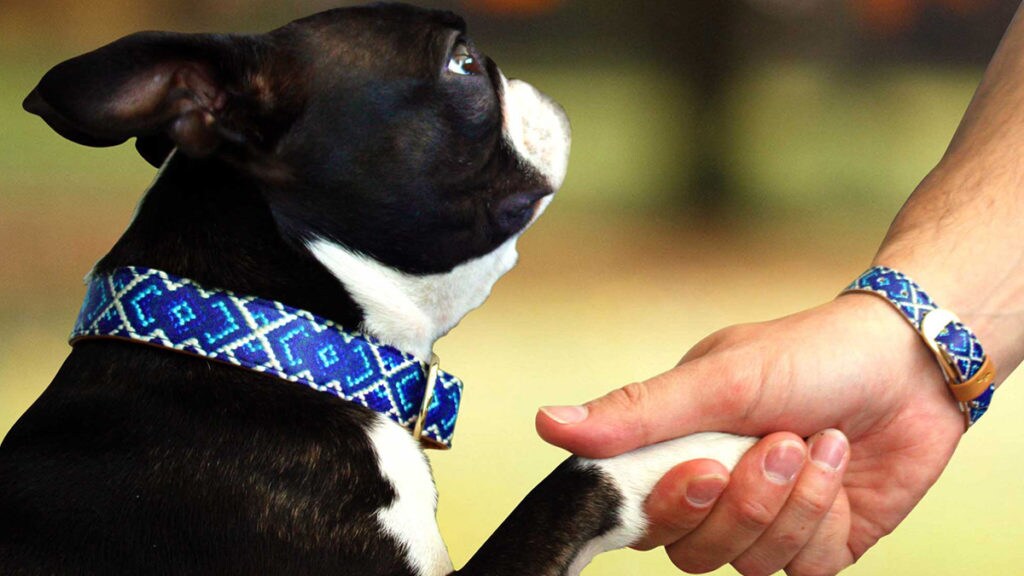 How to Teach Your Dog to Shake a Paw BeChewy