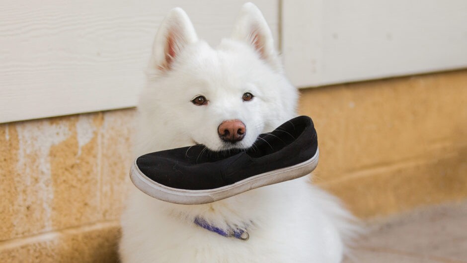 How to Teach Your Dog to Drop It A StepbyStep Guide BeChewy