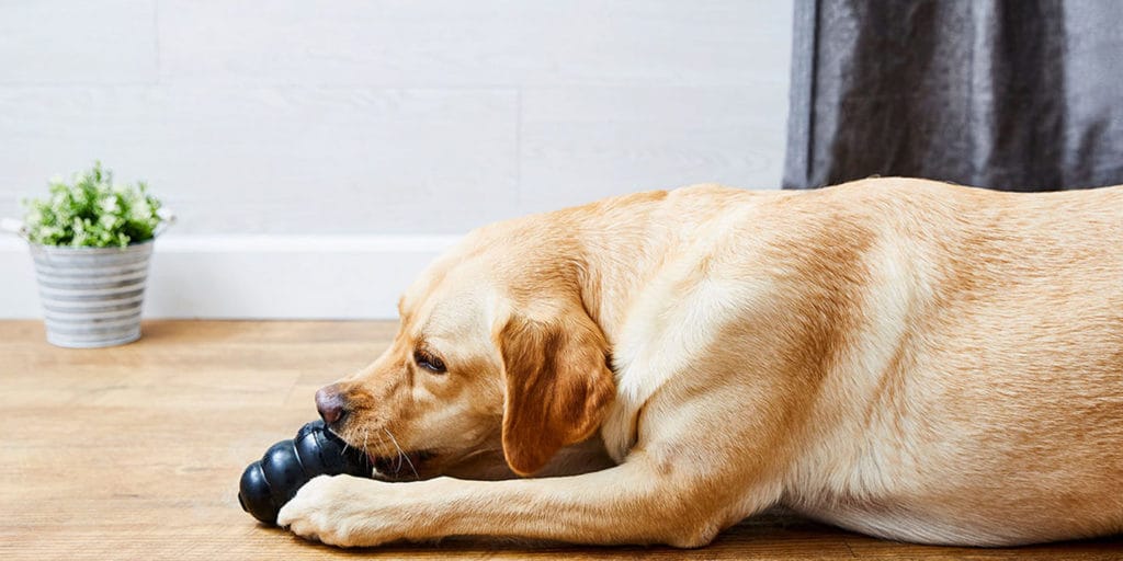 The Best Durable Dog Toys for Tough Chewers
