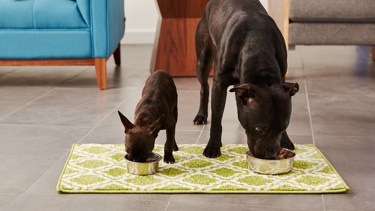 when to switch to adult dog food