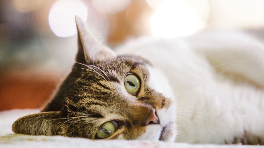 Cat Not Using the Litter Box? Here’s Why (And What You Can Do) | BeChewy