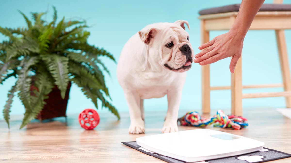 5Step Overweight Dog Weight Loss Plan for a Healthier Dog BeChewy