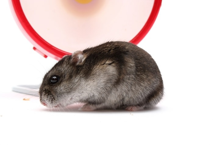 3. Campbell's hamsters are more commonly kept as pets than Winter Whites.