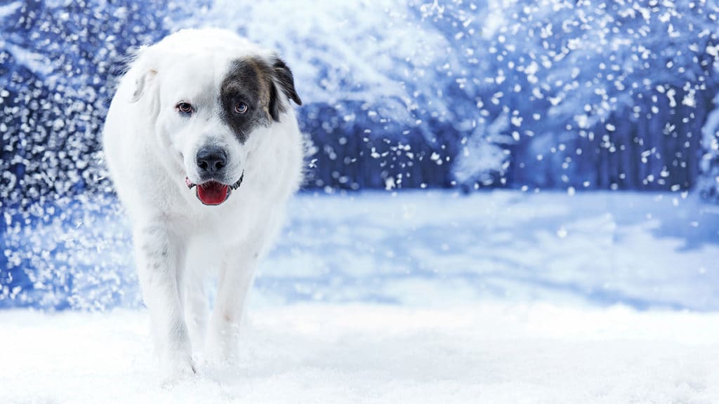 Can Dogs Survive Cold Weather