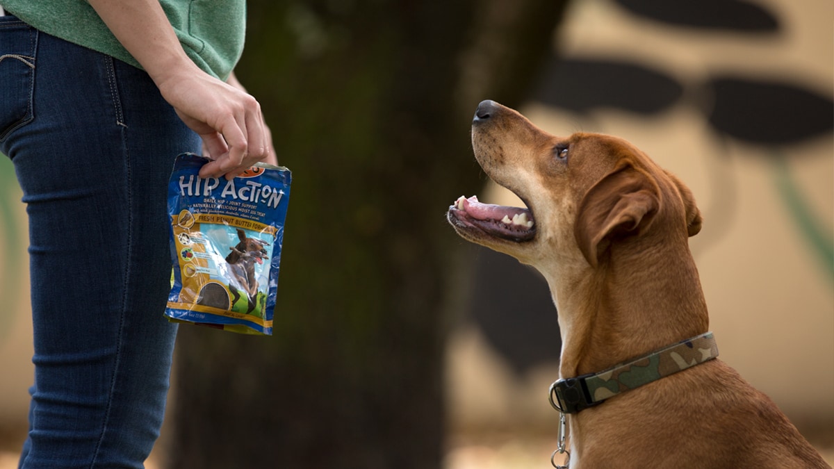 OffLeash Dog Training for Your Hiking Dog BeChewy