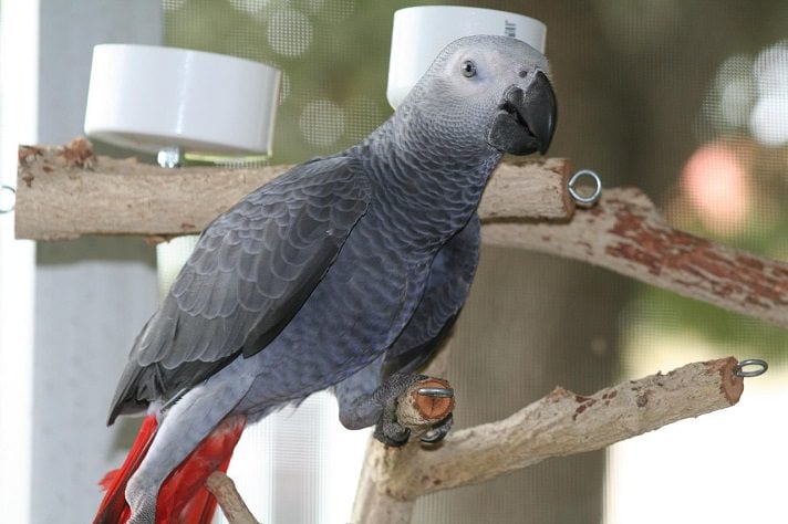 African Grey Parrots: Myths & Facts | BeChewy