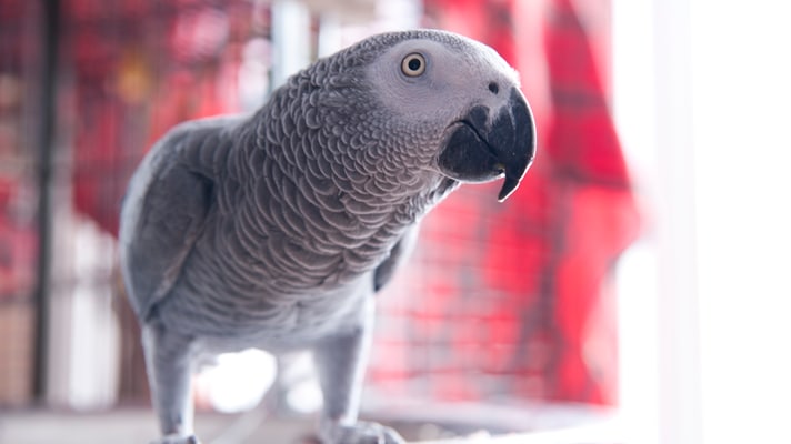 Do's And Don'ts For African Grey Parrots | BeChewy