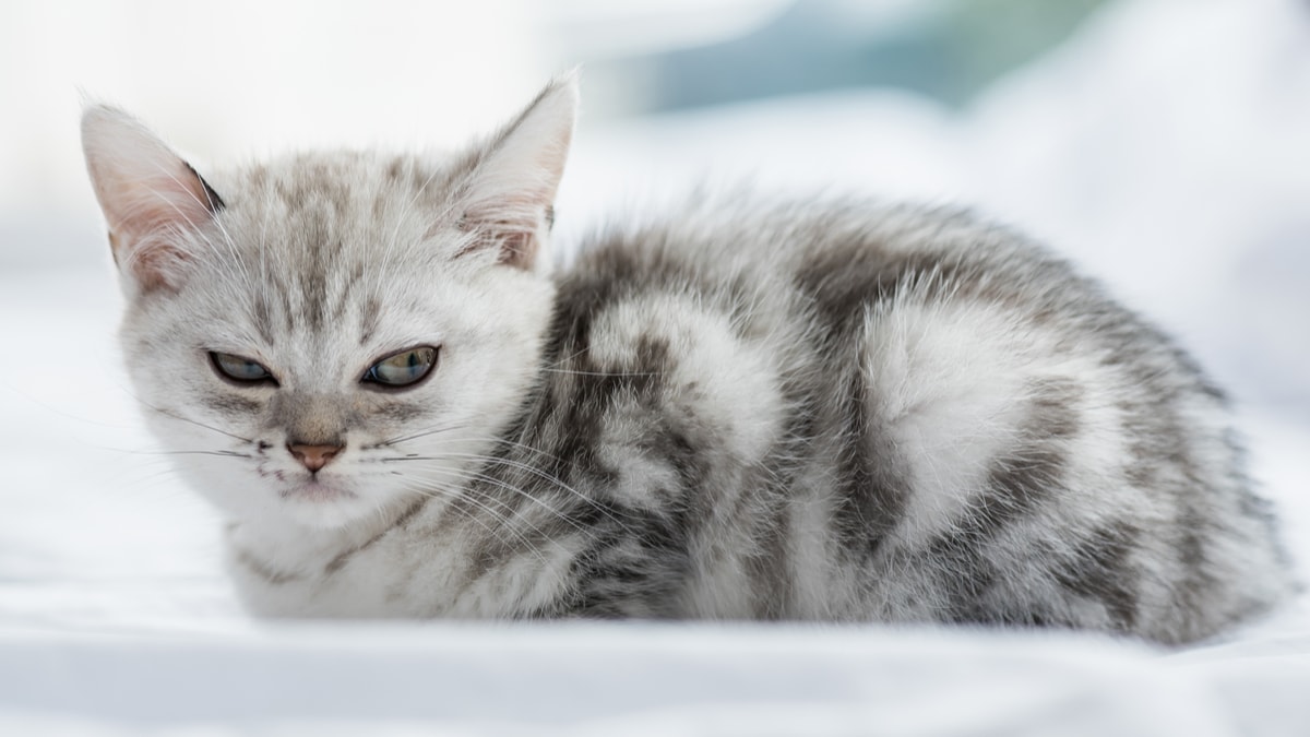 scared kitten jump