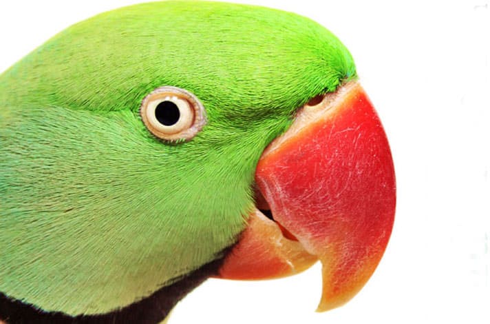 13 Types of Parrots You Can Have As Companions [+ Care Tips]