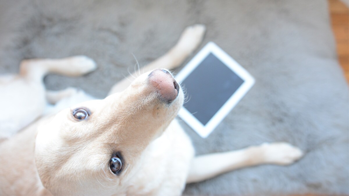 PetFriendly Airlines What You Need to Know About Flying With Pets