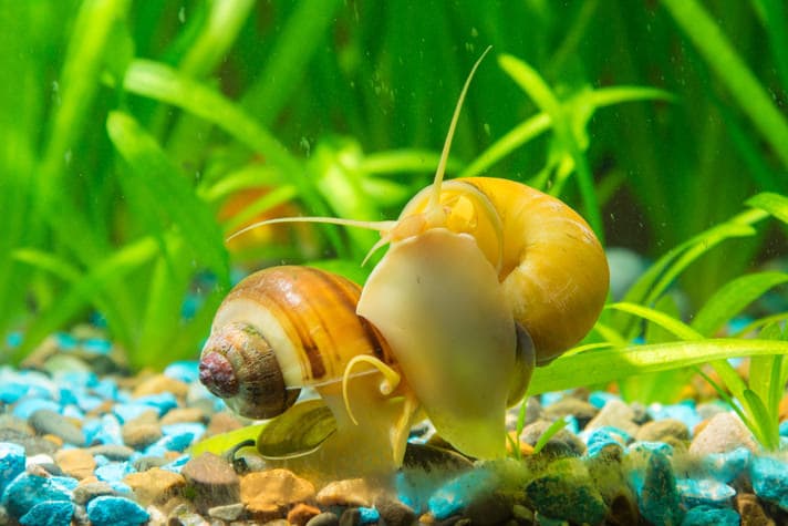 Aquarium Snails: What To Keep And What To Avoid | BeChewy