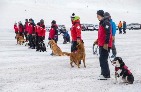 Meet Barry, The Saint Bernard That Could Save You From An Avalanche – Top  Dog Tips