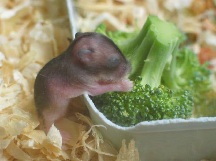 What Do Baby Hamsters Look Like 