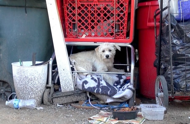 Watch This Animal Rescue Group Save a Homeless, Pregnant Dog | BeChewy