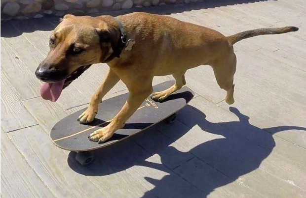 Meet Bamboo, the Skateboarding Dog | BeChewy