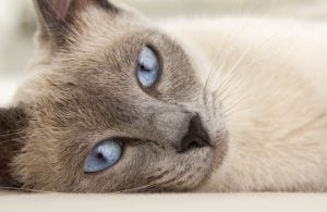 The Most Beautiful Cat Breeds in the World