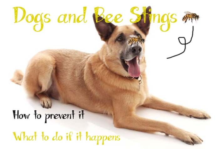 Dog Stung By A Bee? Here's How to Treat It - Whole Dog Journal