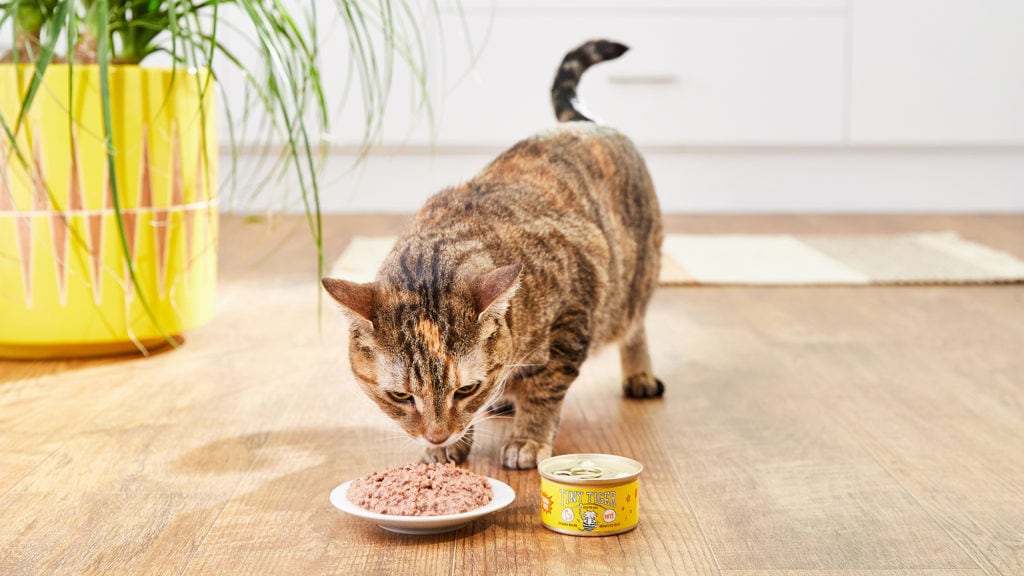Top 3 Benefits of Grain-Free Cat Food