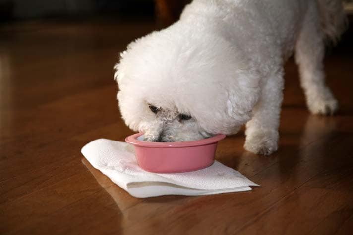 The Bichon Frise Your Essential Guide From Puppy To Senior Dog 
