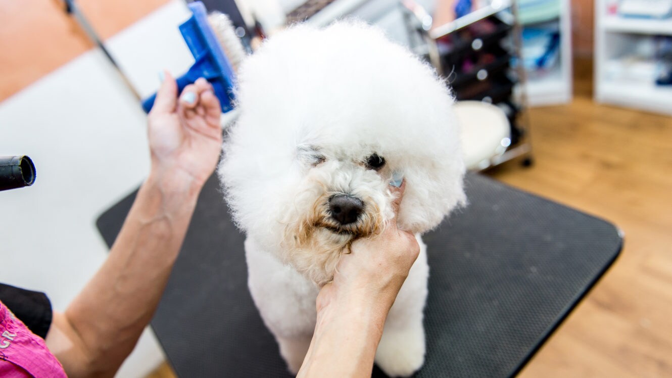 Itchy Dog After Grooming Bechewy