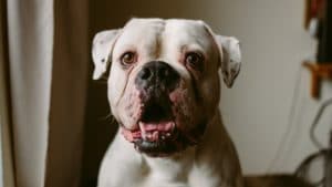 Bubble on Dog’s Ear Flap