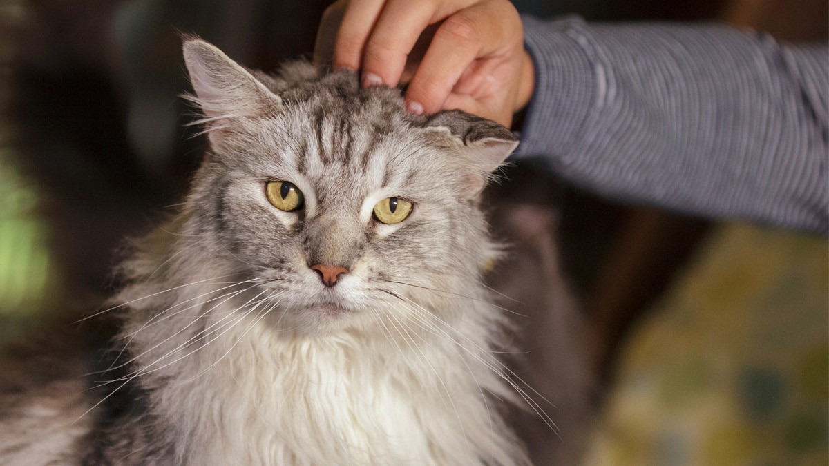 Meet 8 Of The Fluffiest Cat Breeds On Earth 