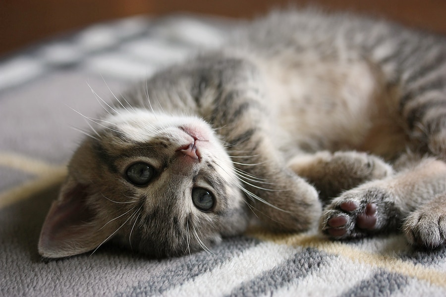 3 Ways to Calm Your Anxious Cat