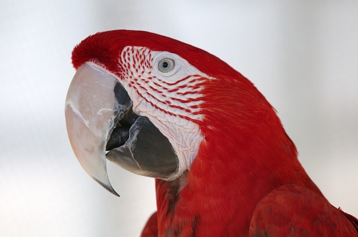 Parrot Beaks: To Trim or Not?