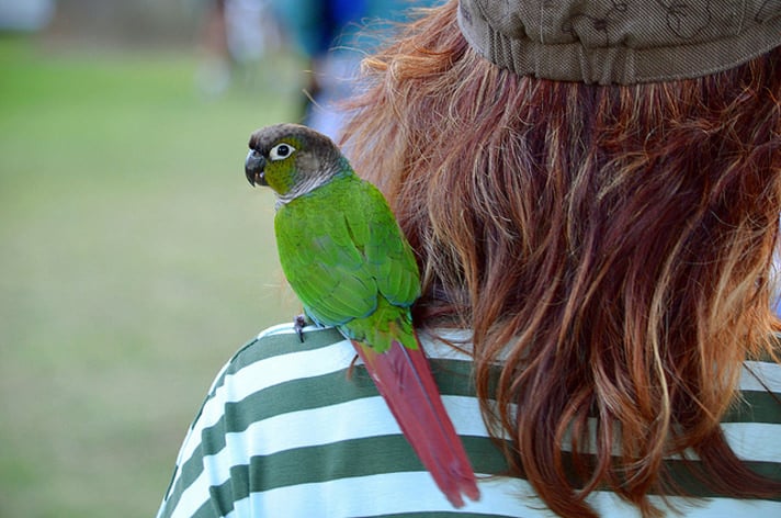 Pet Birds On Your Shoulder | BeChewy