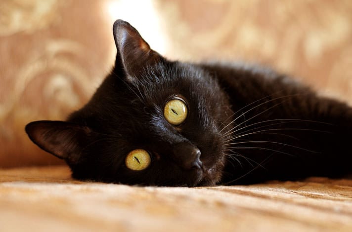 22 Beautiful Black Cat Breeds