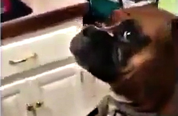 Dogs Get in on the Mannequin Challenge, Including This Talented Boxer |  BeChewy