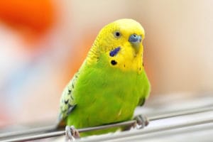 Top 10 Pet Budgie/Parakeet Vet Questions And Answers | BeChewy