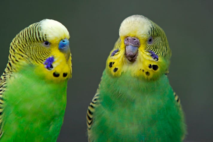 two female budgies in one cage