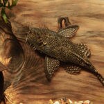 best glass algae eaters