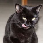 my cat keeps stealing food
