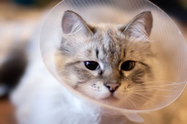 Cat spayed best sale while in heat