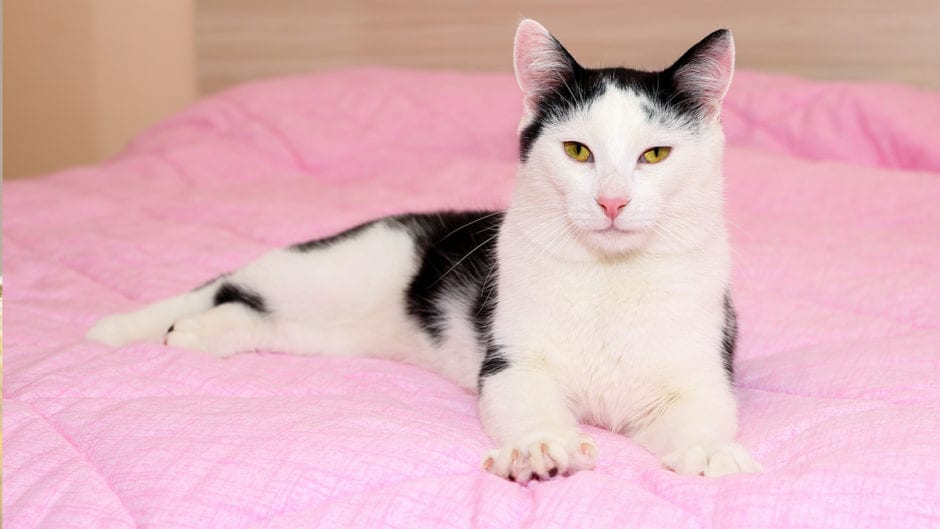 獨佔大餅的貓貓們