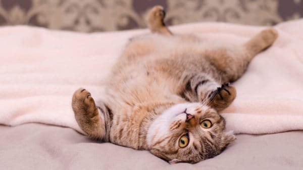 What Your Cat's Behaviors, Body Language, and Sounds Mean - PetHelpful