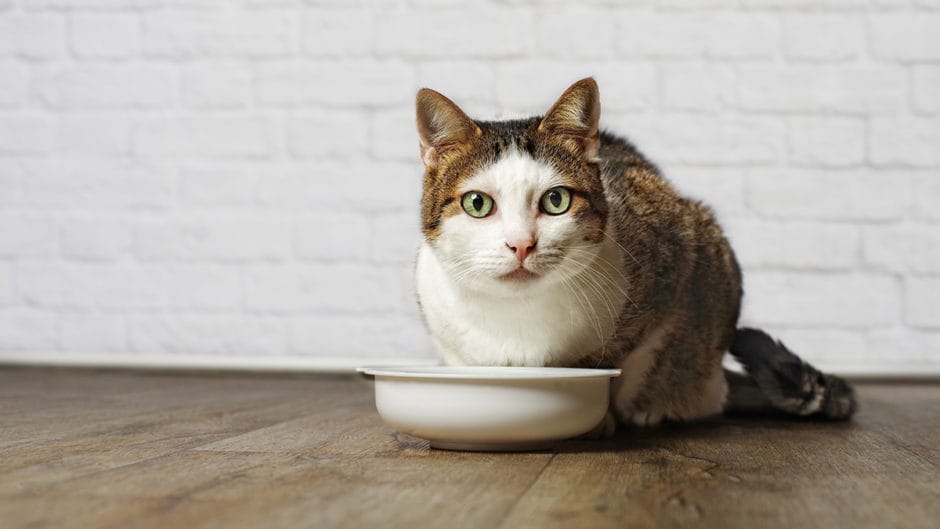 Cat Keeps Flipping Over Water Dish BeChewy