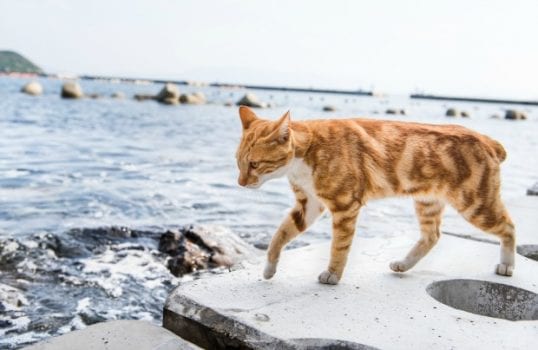 Aoshima, Japan, cat island