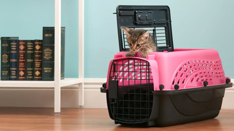 Cat hates store carrier