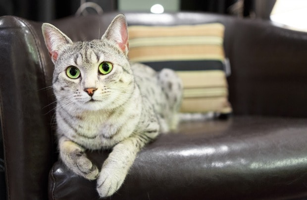 Fix Cat Scratches On Leather Furniture, How To Protect Leather Couch From Kitten