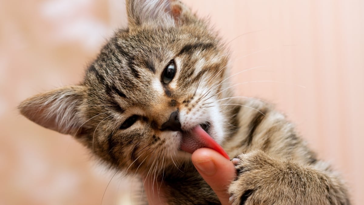 what does it mean when a cat licks you        <h3 class=