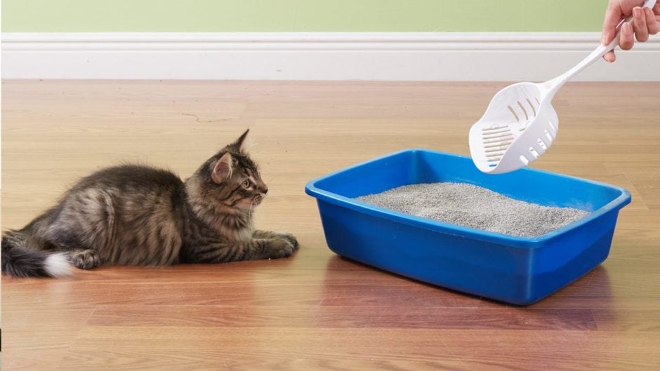Tips for Cleaning a Litter Box and Litter Box Odor Control BeChewy